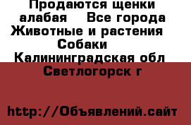 Продаются щенки алабая  - Все города Животные и растения » Собаки   . Калининградская обл.,Светлогорск г.